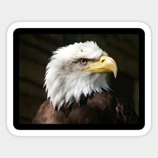 Bald Eagle Sticker